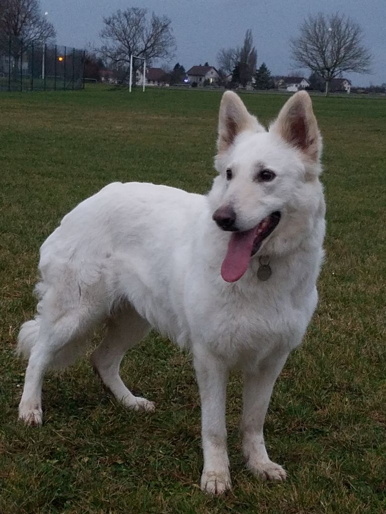 Nevada de l'esprit Blanc des Montagnes
