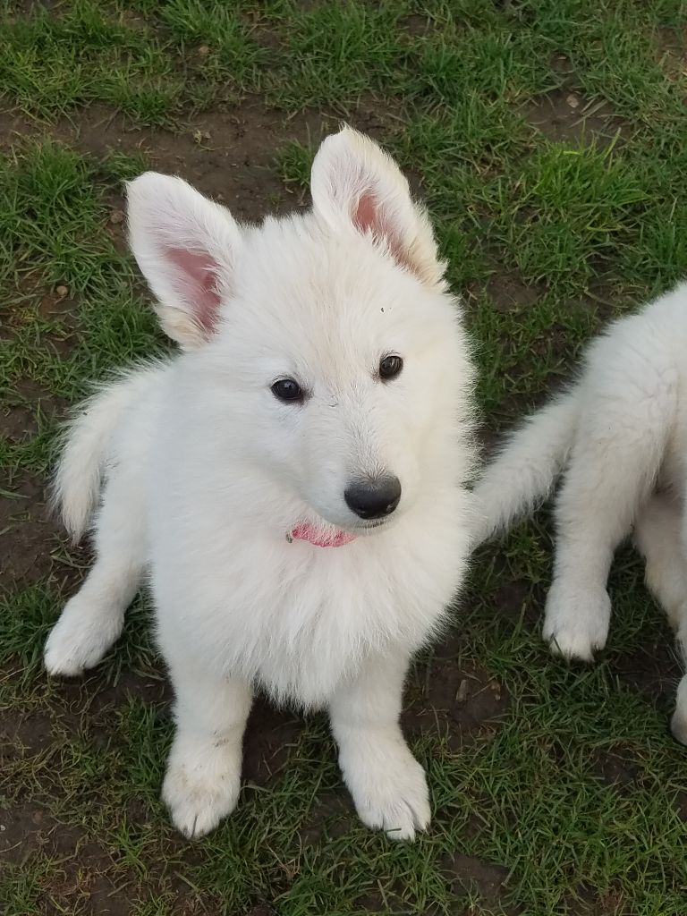 De La Légende Boréale - Chiots disponibles - Berger Blanc Suisse