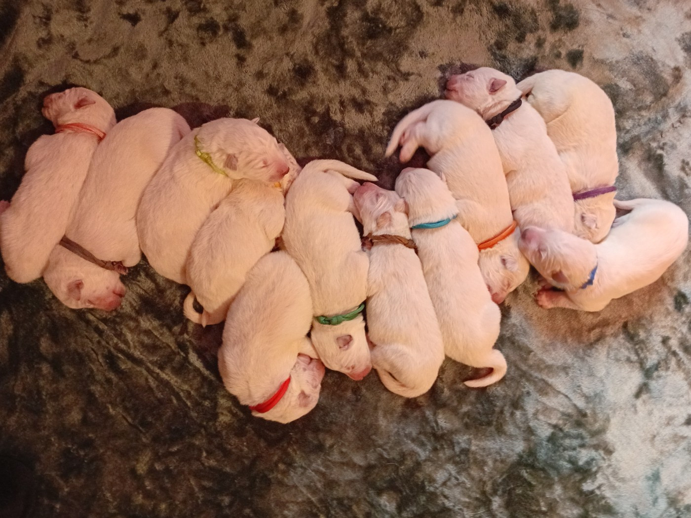 Chiot Berger Blanc Suisse De La Légende Boréale