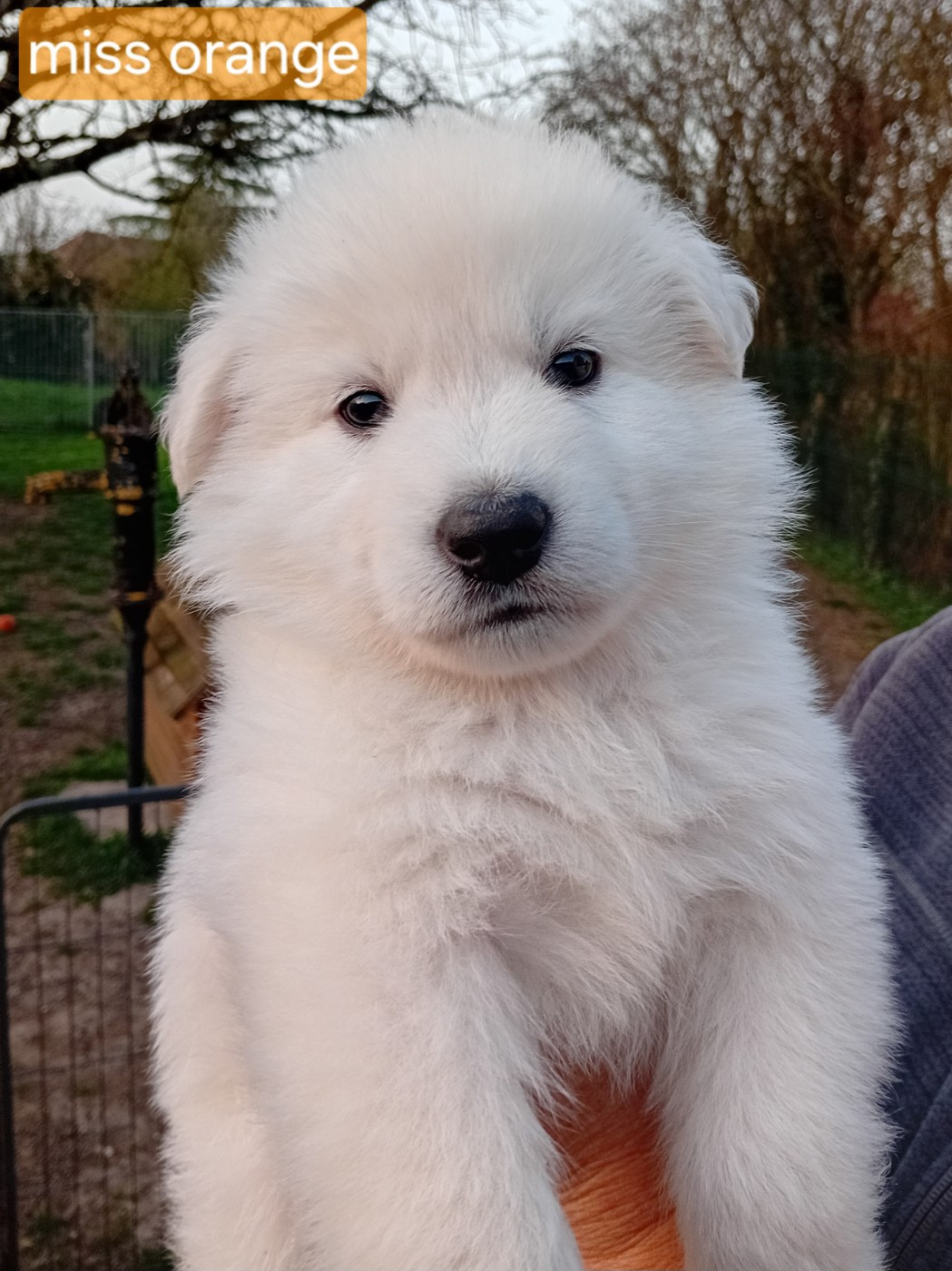 De La Légende Boréale - Chiots disponibles - Berger Blanc Suisse
