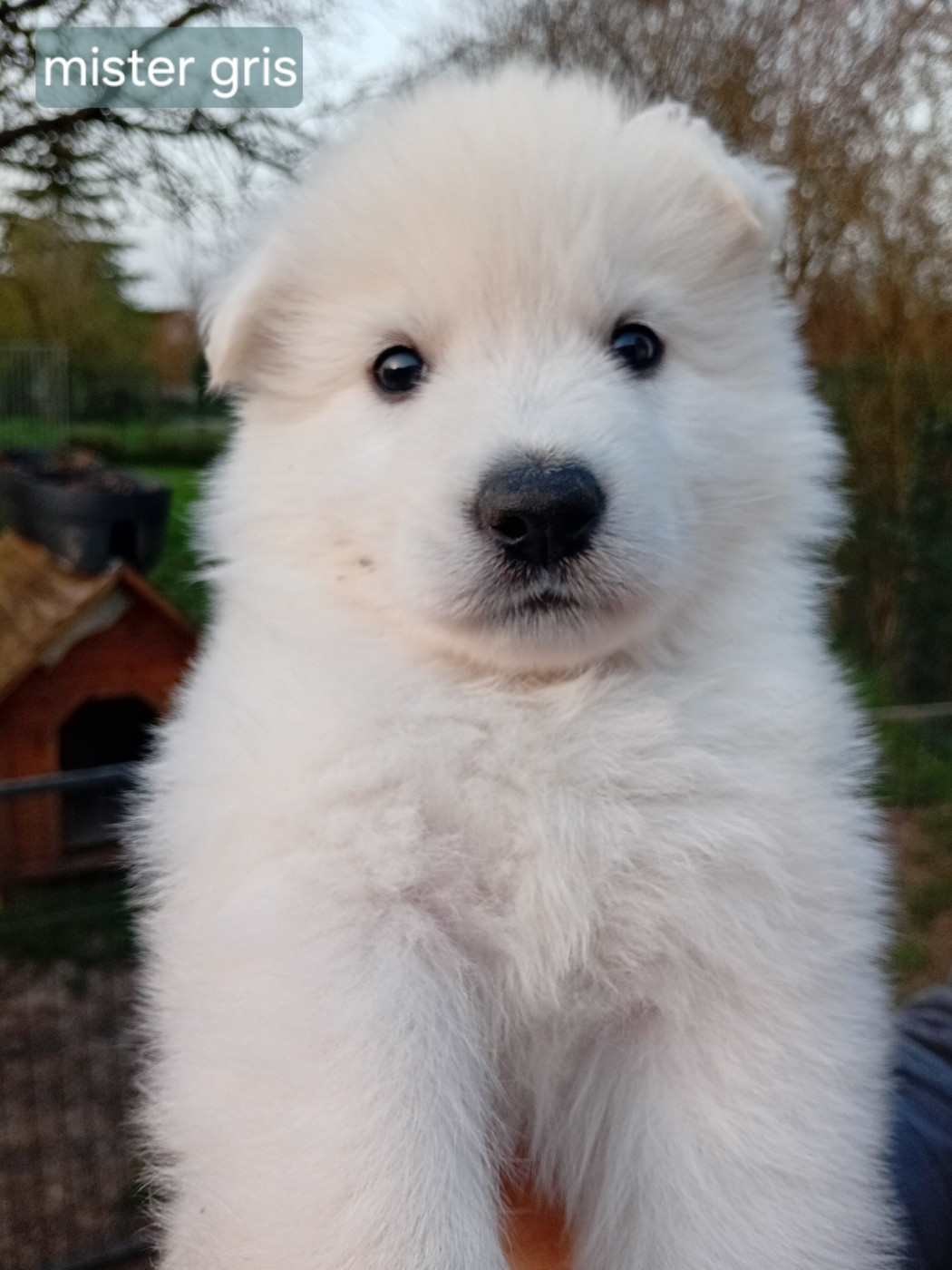 De La Légende Boréale - Chiots disponibles - Berger Blanc Suisse