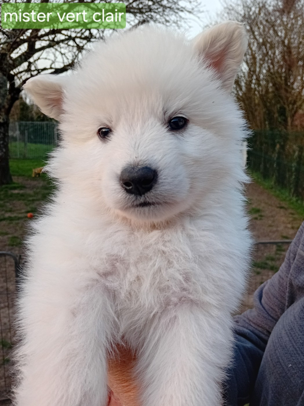 De La Légende Boréale - Chiots disponibles - Berger Blanc Suisse