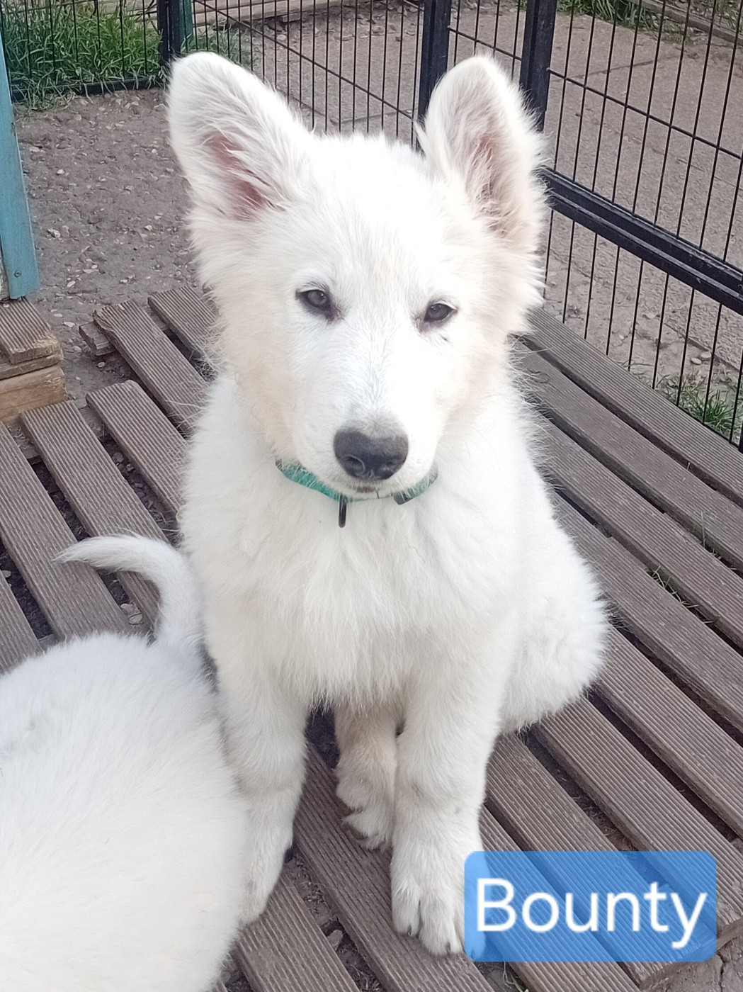 De La Légende Boréale - Chiots disponibles - Berger Blanc Suisse