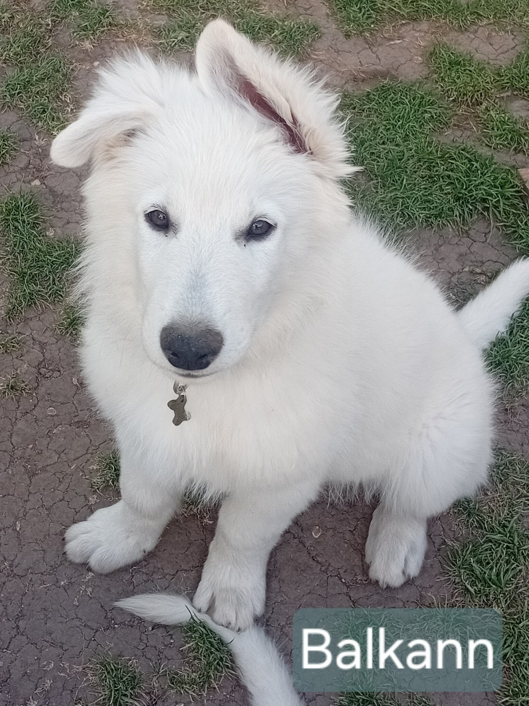 De La Légende Boréale - Chiots disponibles - Berger Blanc Suisse
