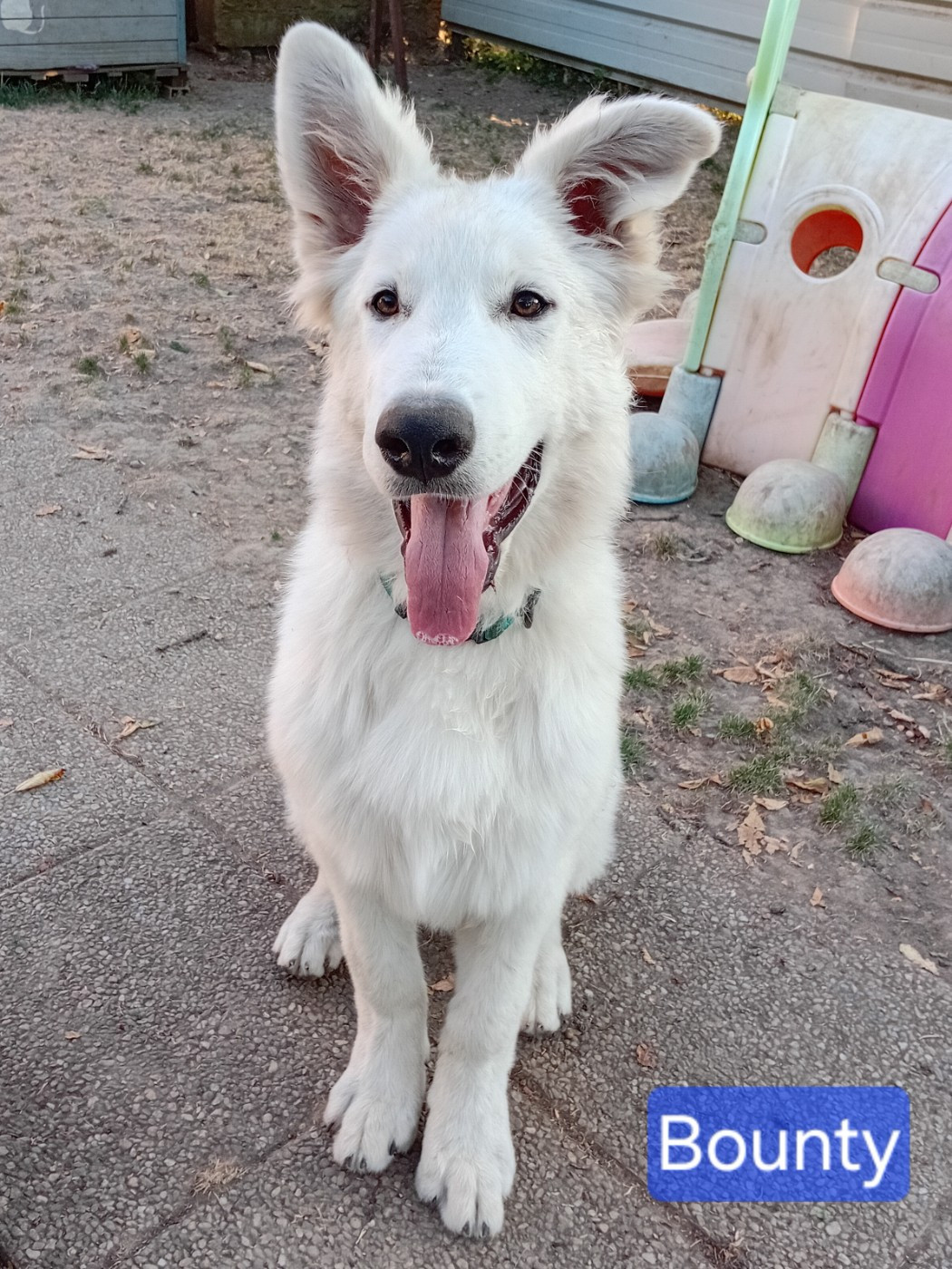 De La Légende Boréale - Chiots disponibles - Berger Blanc Suisse