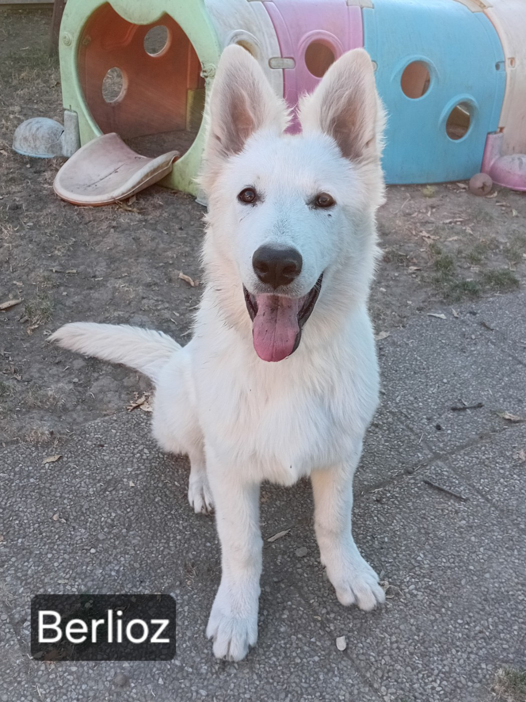 De La Légende Boréale - Chiots disponibles - Berger Blanc Suisse