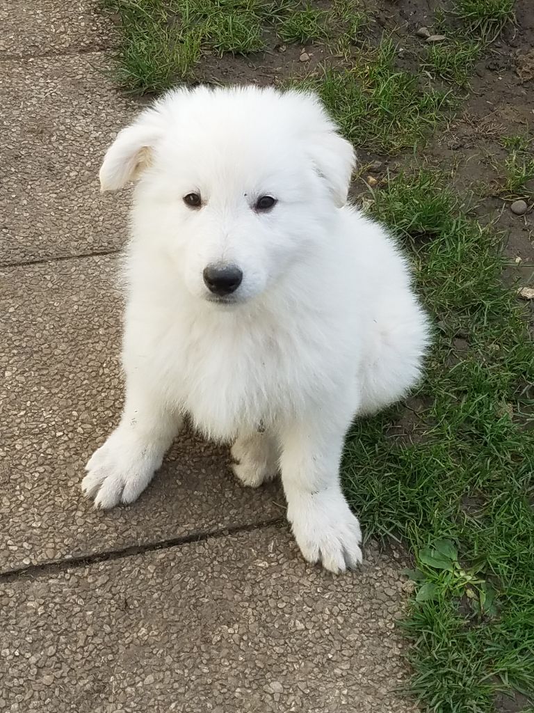 De La Légende Boréale - Chiots disponibles - Berger Blanc Suisse