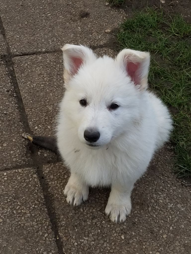 De La Légende Boréale - Chiots disponibles - Berger Blanc Suisse