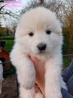 CHIOT 5 femelle collier rose