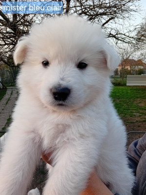 CHIOT 7 mâle collier bleu clair