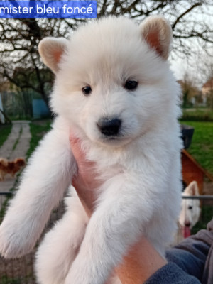 CHIOT 8 mâle collier bleu foncé