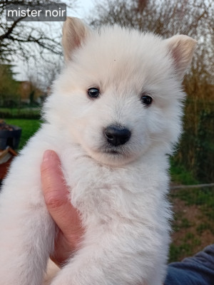 CHIOT 10 mâle collier noir