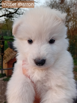 CHIOT 12 mâle collier marron