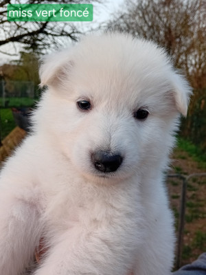 CHIOT 2 femelle collier vert foncé