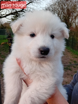 CHIOT 1 femelle collier rouge