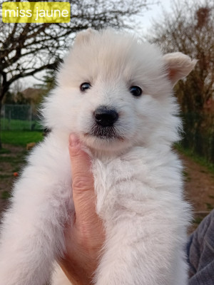 CHIOT 3 femelle collier jaune