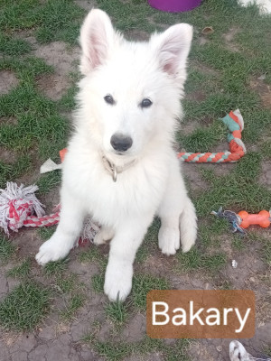Bakary